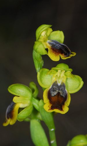 Reg. SARDEGNA Prov. Oristano 21-04-2012