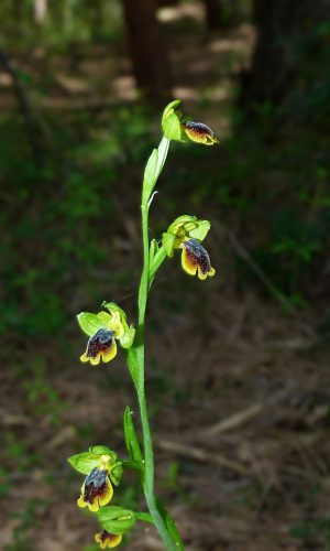 Reg. SARDEGNA Prov. Oristano 23-04-2014