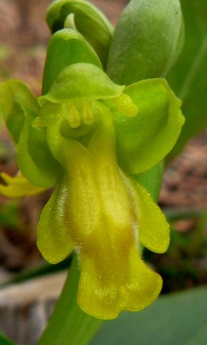 Esemplare albiflora Reg. SARDEGNA Prov. Sud Sardegna 17-02-2018