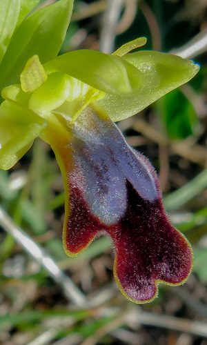 Reg. PUGLIA Prov. Foggia 09-02-2011