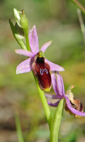 Reg. SICILIA Prov. Ragusa 01-04-2026