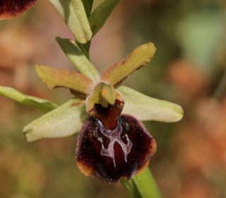 Reg. TOSCANA Prov. Siena 13-06-2022