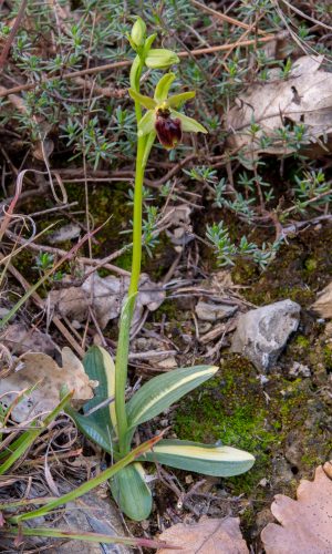 Anomalia delle foglie Reg. LIGURIA Prov. Savona 25-03-2018