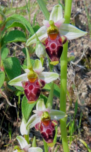 Reg. PUGLIA Prov. Foggia 14-05-2011