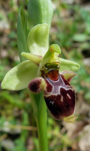 Reg. PUGLIA Prov. Foggia 14-05-2011