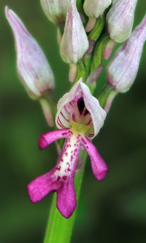 Reg. TOSCANA Prov. Massa-Carrara 25-04-2014