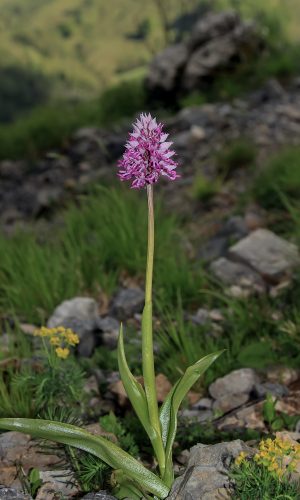 Reg. TOSCANA Prov. Lucca 17-05-2014