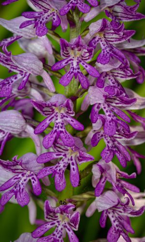 Reg. TOSCANA Prov. Lucca 01-06-2019