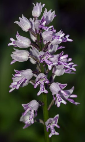 Reg. TOSCANA Prov. Lucca 23-05-2023