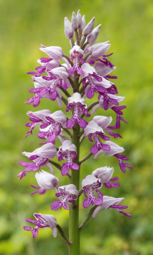 Reg. VENETO Prov. Verona 12-05-2024