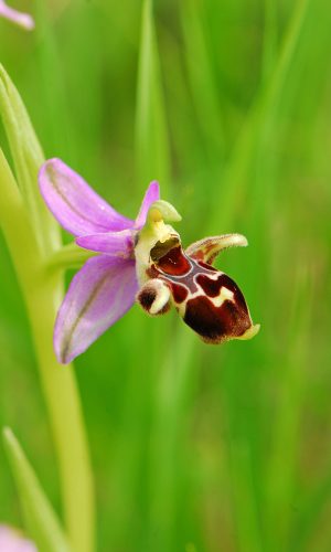 Reg. PUGLIA Prov. Foggia 09-04-2009