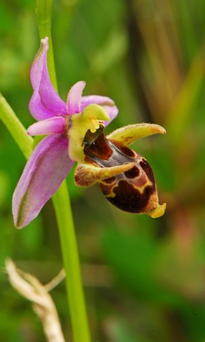 Reg. PUGLIA Prov. Foggia 09-04-2009