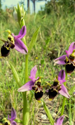 Reg. PUGLIA Prov. Foggia 21-04-2011