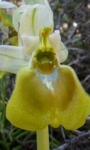 Esemplare albiflora Reg. SARDEGNA Prov. Sud Sardegna 26-04-2022