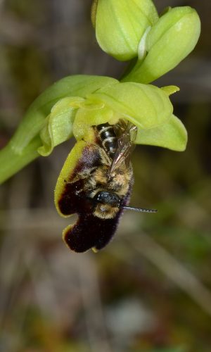 con impollinatore Andrena hypopolia Reg. SARDEGNA Prov. Oristano 11-04-2015