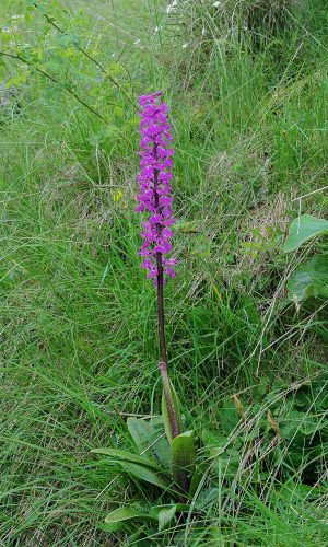 Reg. VENETO Prov. Verona 12-06-2016