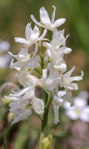 Esemplare albiflora Reg. MARCHE Prov. Macerata 22-05-2022