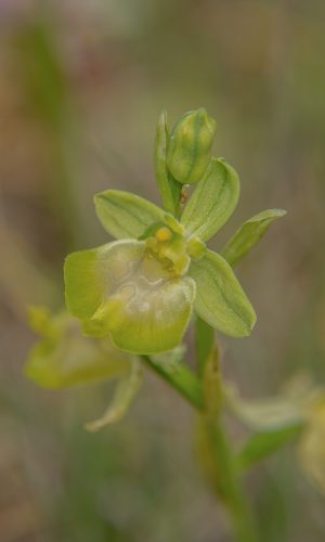 Esemplare albiflora Reg. SICILIA Prov. Ragusa 01-05-2021