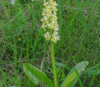 Reg. VENETO Prov. Verona 12-06-2016