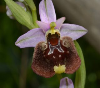 Reg. PUGLIA Prov. Taranto 04-04-2018