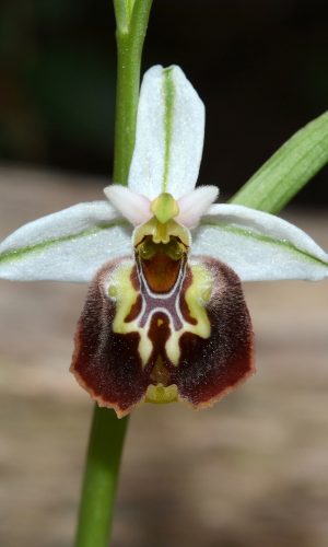 Reg. PUGLIA Prov. Taranto 30-03-2018