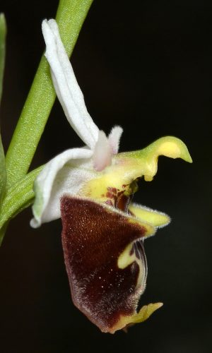 Reg. PUGLIA Prov. Taranto 30-03-2018