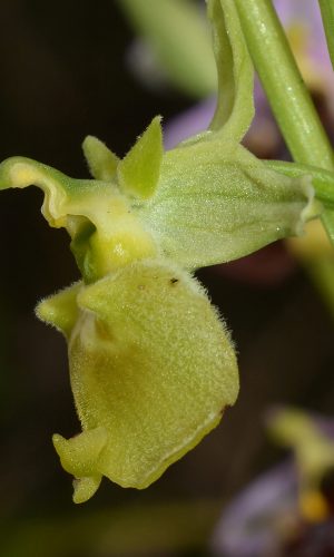 Esemplare albiflora Reg. PUGLIA Prov. Taranto 04-04-2018