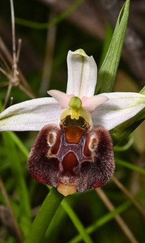 Reg. PUGLIA Prov. Taranto 06-04-2022