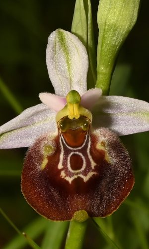 Reg. PUGLIA Prov. Taranto 06-04-2022