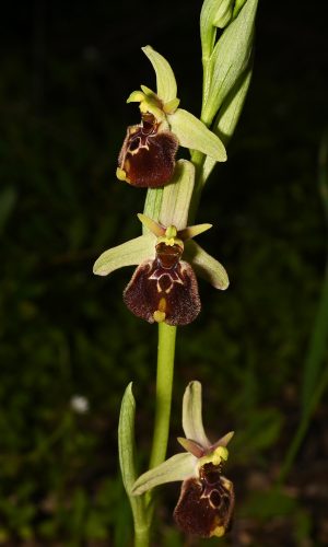 Reg. PUGLIA Prov. Taranto 12-04-2022