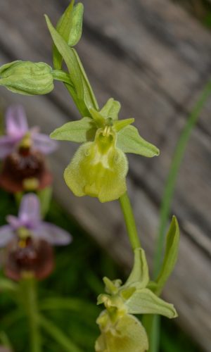 Esemplare albiflora Reg. PUGLIA Prov. Taranto 04-04-2018
