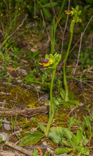O. phryganae 2021-03-25 - DSC_2230 - Febo Lumare - LE