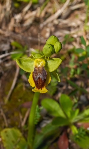 O. phryganae 2021-03-30 - DSC_2487 - Febo Lumare - LE