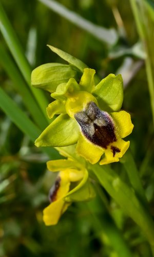 O. phryganae 2021-04-25 - DSC_3757 - Febo Lumare - LE