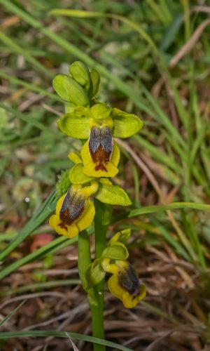 O. phryganae 2021-04-25 - DSC_3776 - Febo Lumare - LE