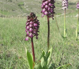 Reg. ABRUZZO Prov. L'Aquila 19-05-2019