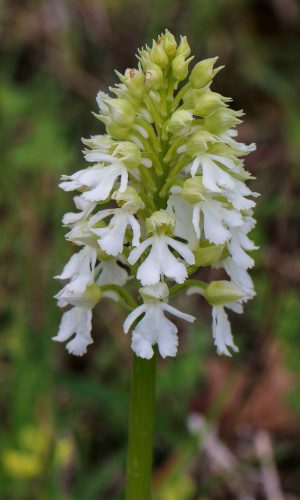 Esemplare albiflora Reg. TOSCANA Prov. Siena 28-04-2017