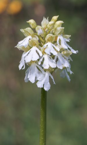 Esemplare albiflora Reg. UMBRIA Prov. Perugia 09-05-2022