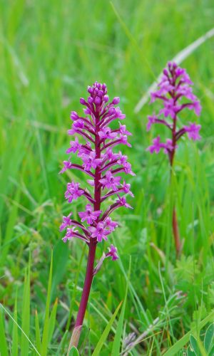 Reg. CAMPANIA Prov. Salerno 09-05-2008