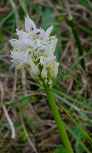 Esemplare albiflora Reg. TOSCANA Prov. Pisa 26-04-2015