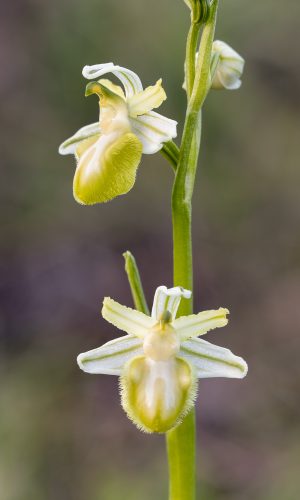 Esemplare albiflora Reg. PUGLIA Prov. Foggia 11-03-2023