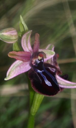 var. murgiana Reg. PUGLIA Prov. Bari 04-04-2012