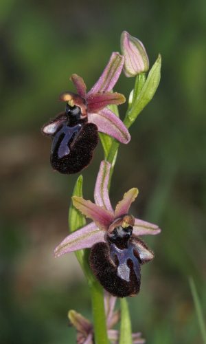 var. murgiana Reg. PUGLIA Prov. Bari 09-04-2013