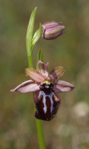 var. murgiana Reg. PUGLIA Prov. Bari 09-04-2015