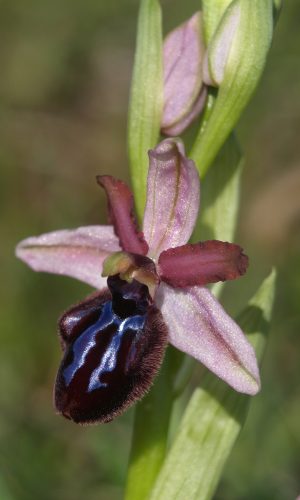 var. murgiana Reg. PUGLIA Prov. Bari 09-04-2015
