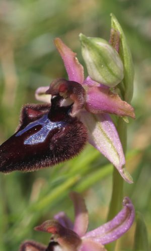var. murgiana Reg. PUGLIA Prov. Bari 15-04-2020