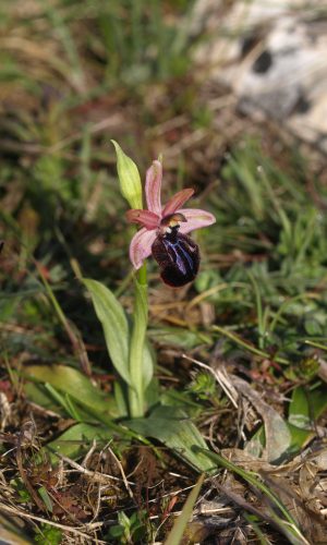 var. murgiana Reg. PUGLIA Prov. Bari 26-03-2021