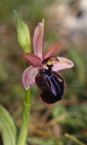 var. murgiana Reg. PUGLIA Prov. Bari 26-03-2021