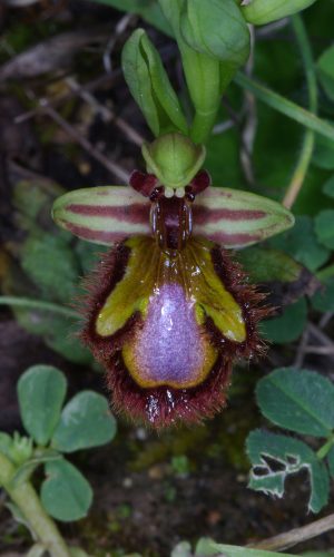 Reg. SARDEGNA Prov. Sassari 08-04-2007