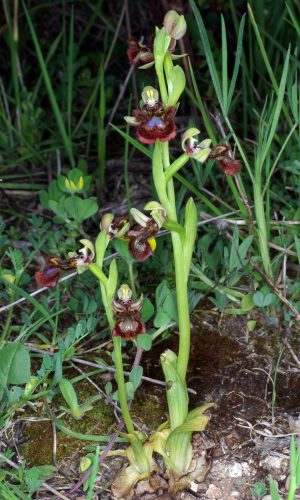 Reg. SARDEGNA Prov. Sassari 25-04-2007